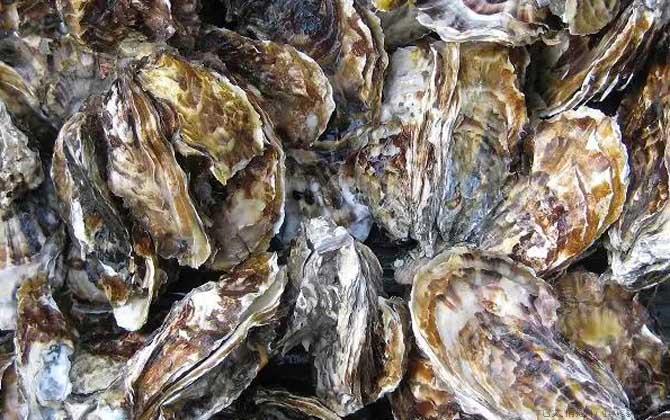 生蚝价格多少钱一斤
