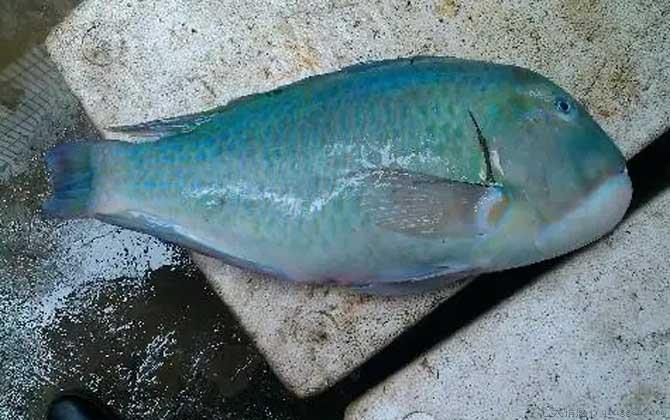 青衣鱼是什么鱼