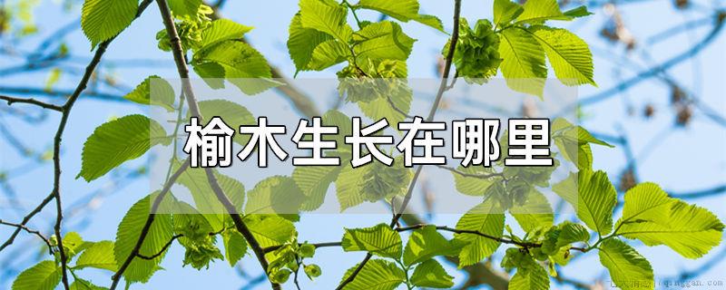榆木生长在哪里