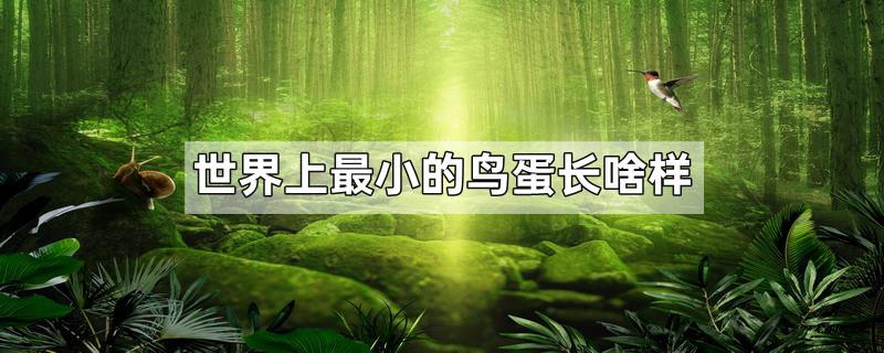 世界上最小的鸟蛋长啥样