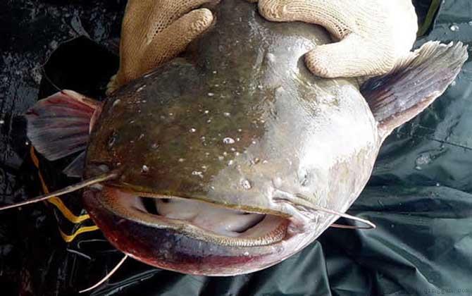 最大的塘鲺有多大