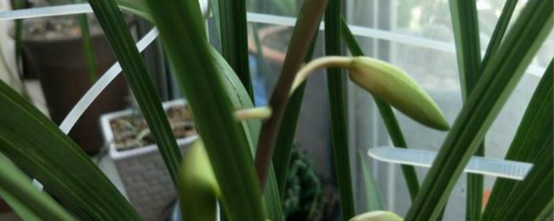 建兰什么时候分化花芽