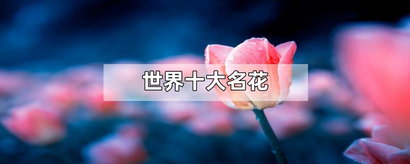 世界十大名花