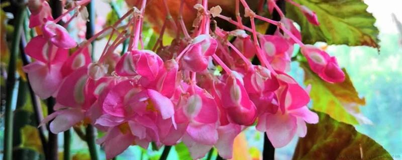 竹节海棠冬季怎么养护