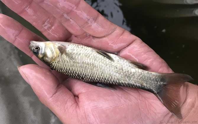 青鱼养殖技术及注意事项