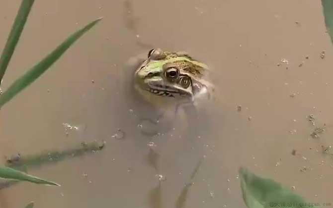 黑斑侧褶蛙是什么蛙