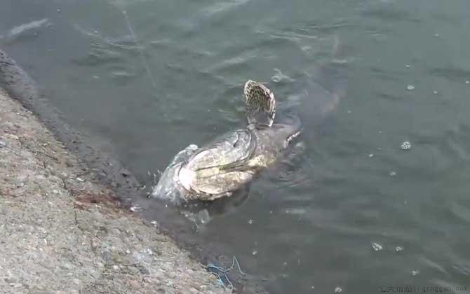 钓石斑鱼犯法吗