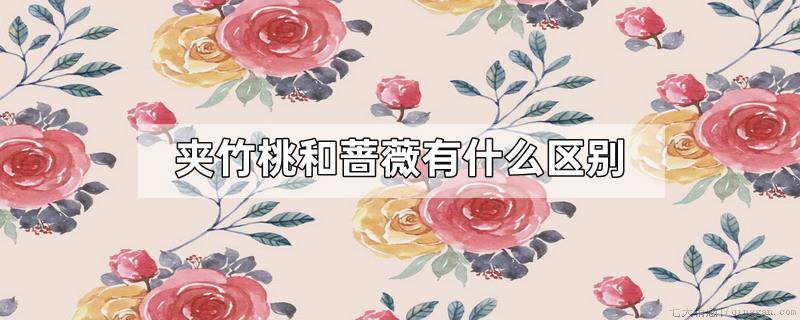 夹竹桃和蔷薇有什么区别