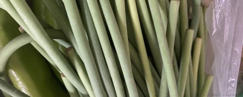 蒜苔是蒜苗里长出来的吗