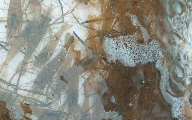 虾怎么处理干净