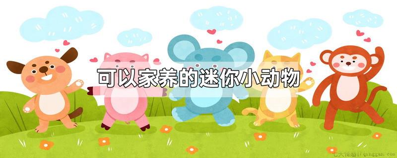 可以家养的迷你小动物
