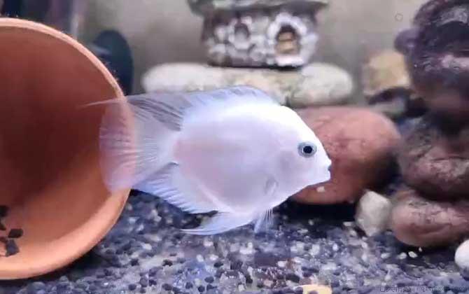 鹦鹉鱼吃什么食物