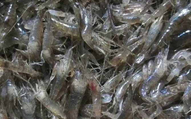 小虾吃什么食物