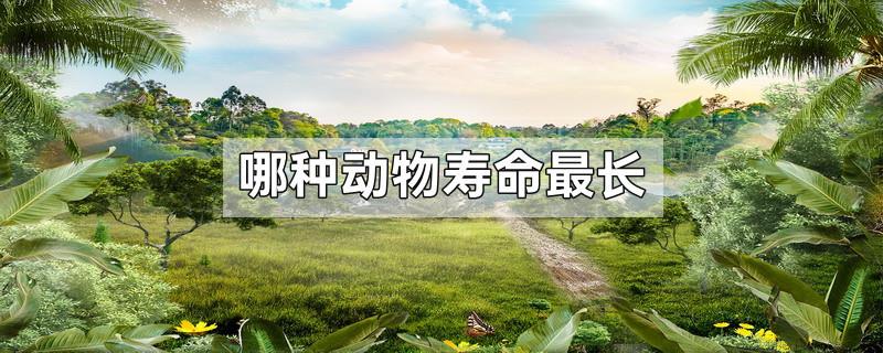 哪种动物寿命最长