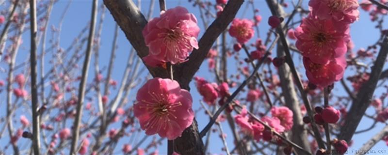 红梅开花的自然条件