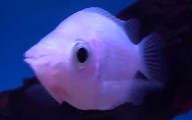 接吻鱼为什么一动不动