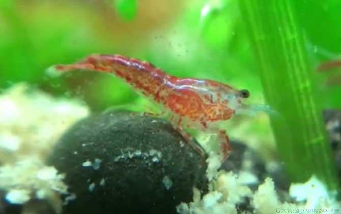 樱花虾是什么虾