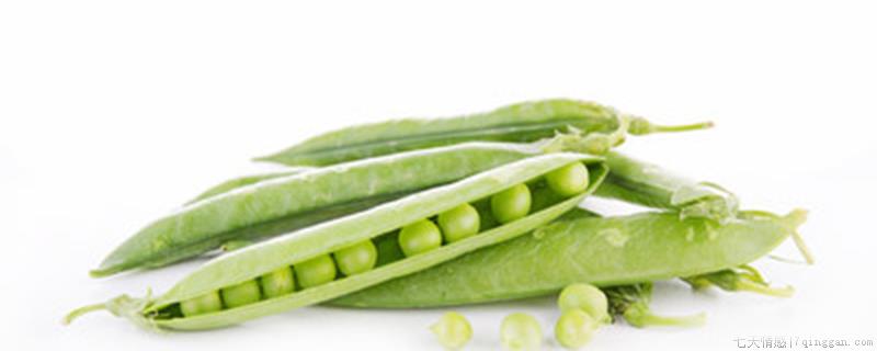 麦豆是豌豆吗