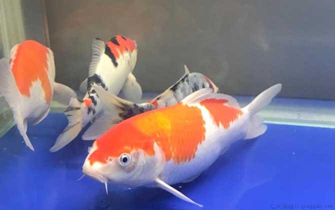 什么鱼最好养