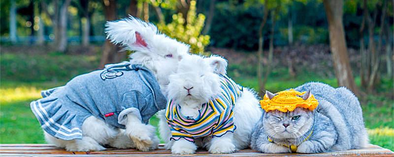 兔狲是兔还是猫