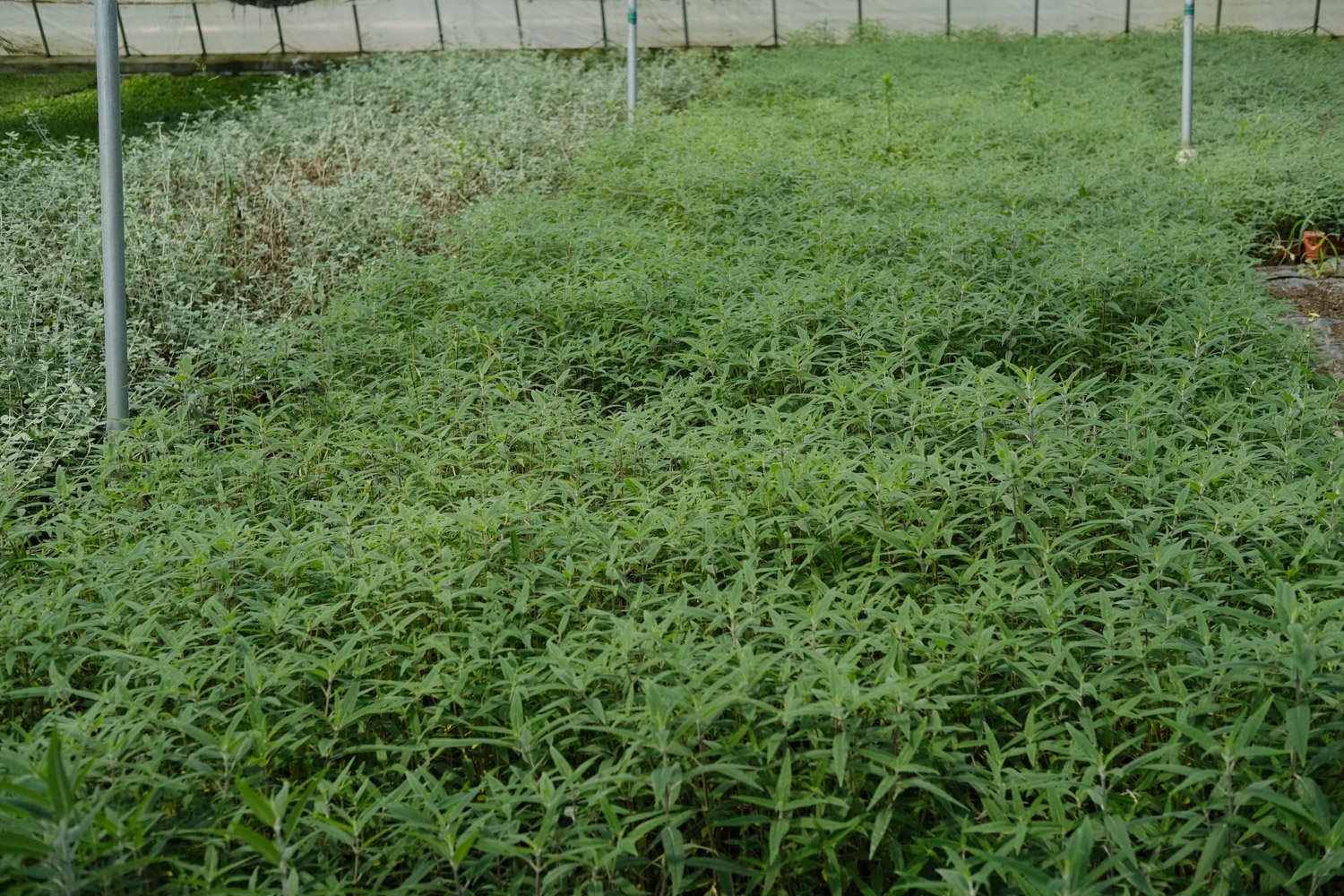 千屈菜种植方法，什么时候播种