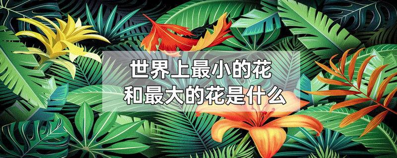 世界上最小的花和最大的花是什么