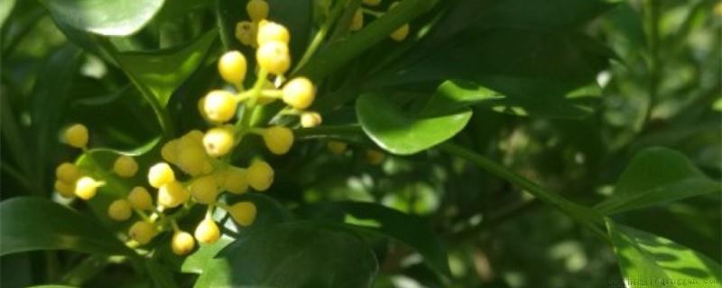 米兰为什么不能用营养土种