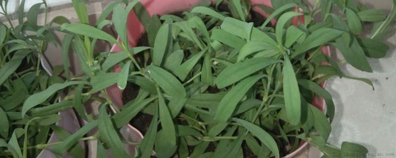甜叶菊和甜菊叶是一种吗