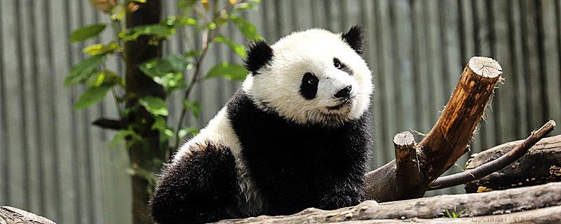 大熊猫是猫吗