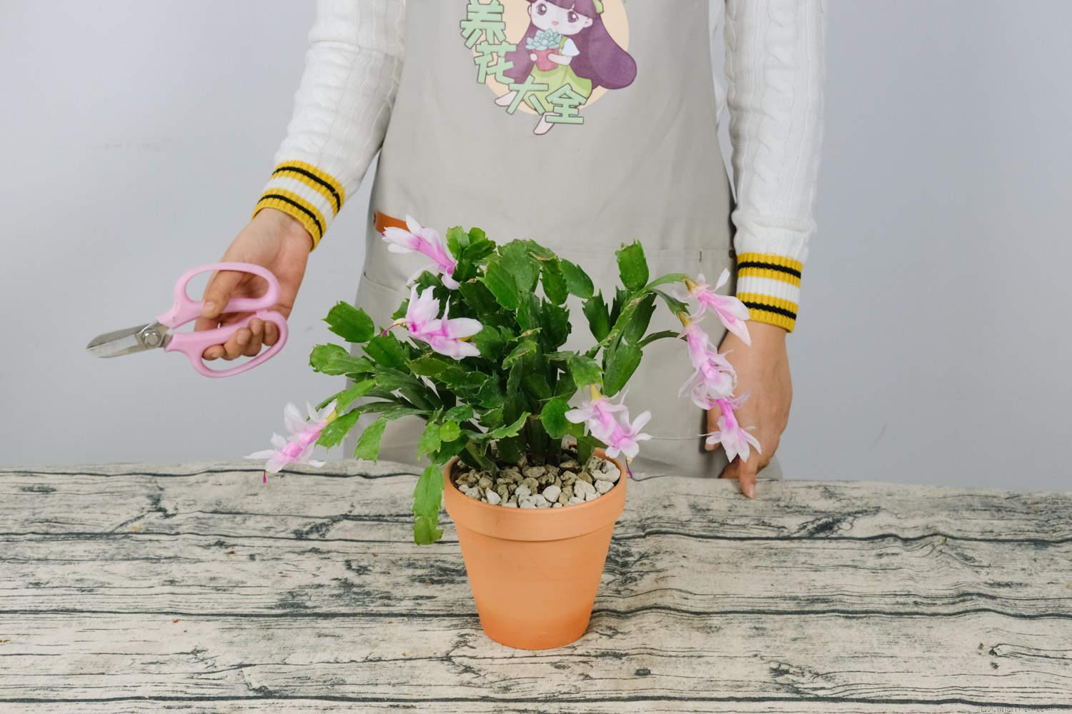 哪些花白天开晚上合拢