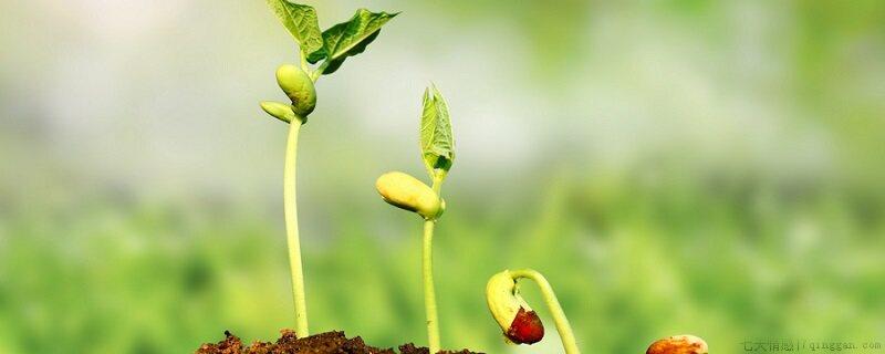 什么是植物的根和茎