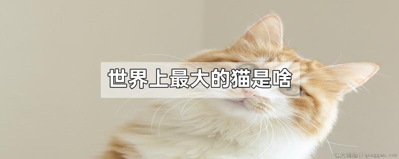 世界上最大的猫是啥
