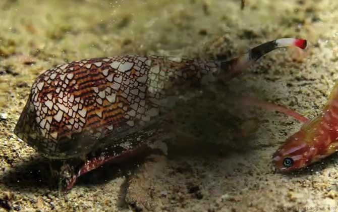 鸡心螺是什么螺