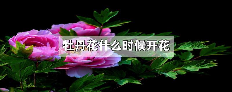 牡丹花什么时候开花