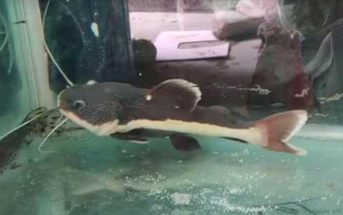 狗仔鲸是什么动物