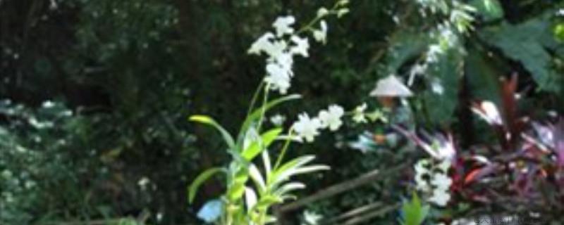石斛的花怎么处理