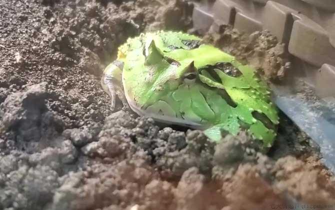 霸王角蛙价格多少钱一只
