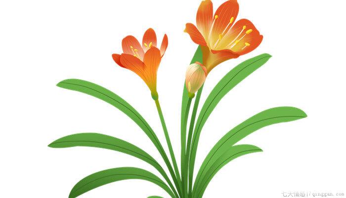 君子兰九月份可以换盆吗