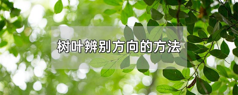 树叶辨别方向的方法