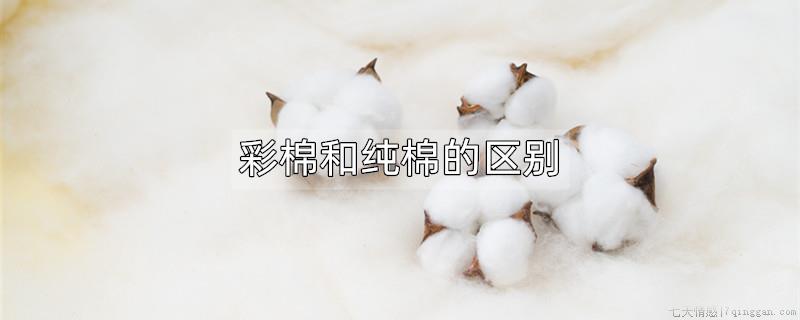 彩棉和纯棉的区别