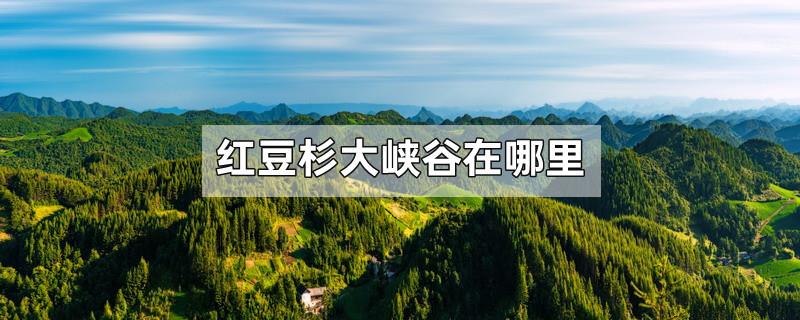红豆杉大峡谷在哪里