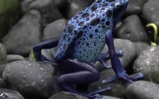 钴蓝箭毒蛙是什么蛙