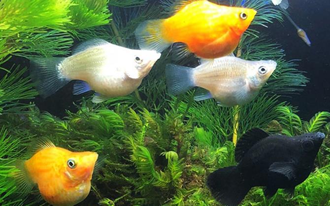 玛丽鱼是什么鱼