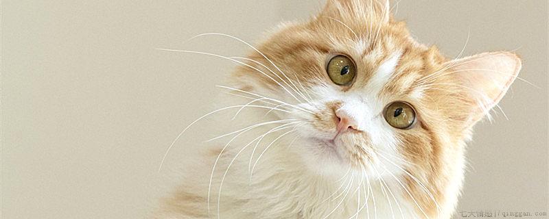 猫的眼睛为什么会变
