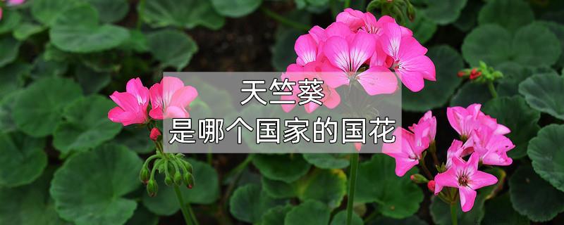 天竺葵是哪个国家的国花