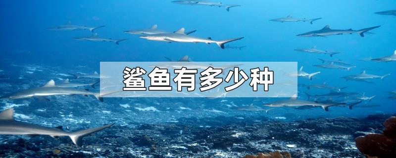 鲨鱼有多少种