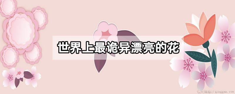 世界上最诡异漂亮的花