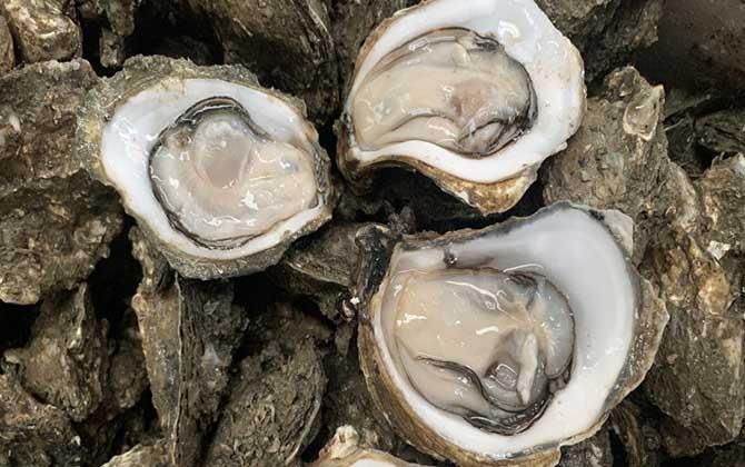 生蚝怎么处理干净