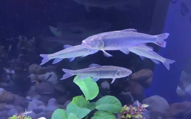 溪哥鱼和马口鱼有什么区别