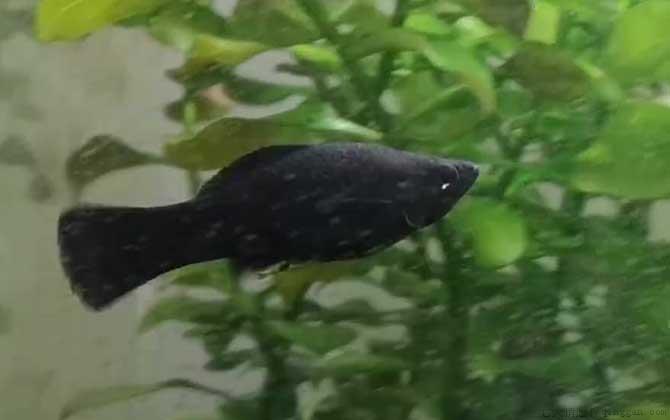黑玛丽鱼是什么鱼